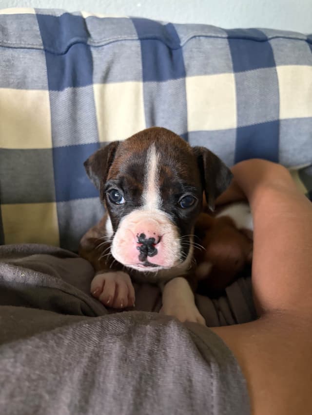 Boxer Puppies media 2