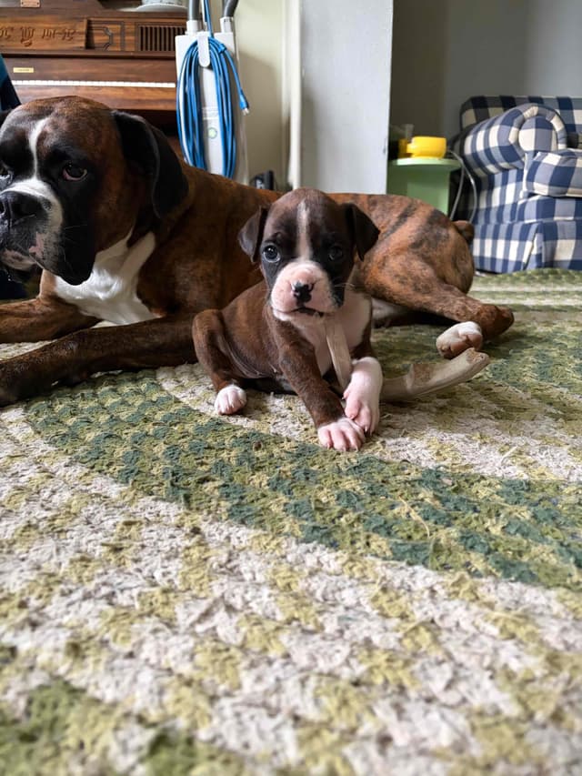 Boxer Puppies media 4