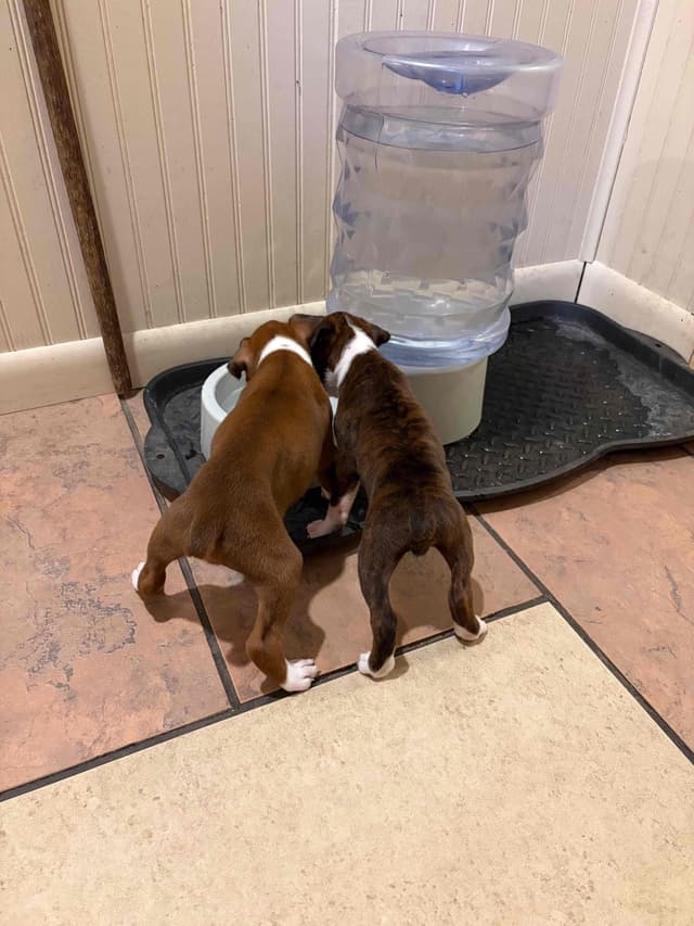 Boxer Puppies media 5