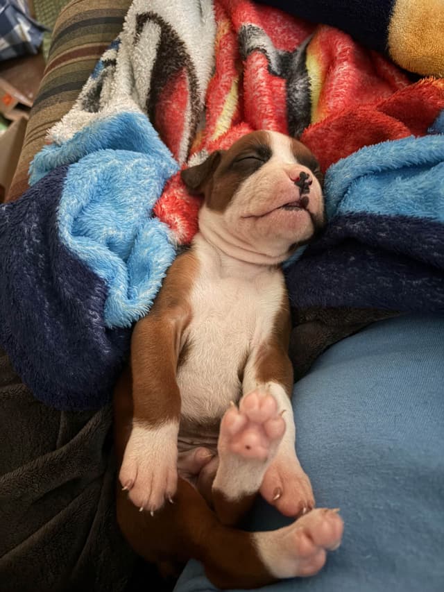 Boxer Puppies media 7