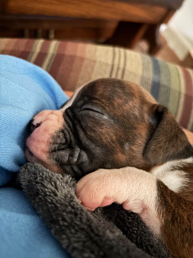 Boxer Puppies media 8