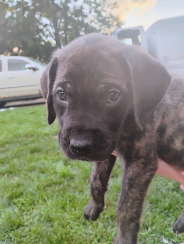 Mastiff Puppies media 2