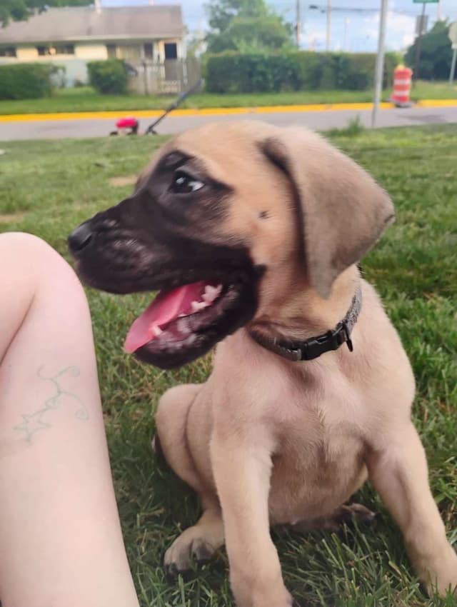 Mastiff Puppies media 3