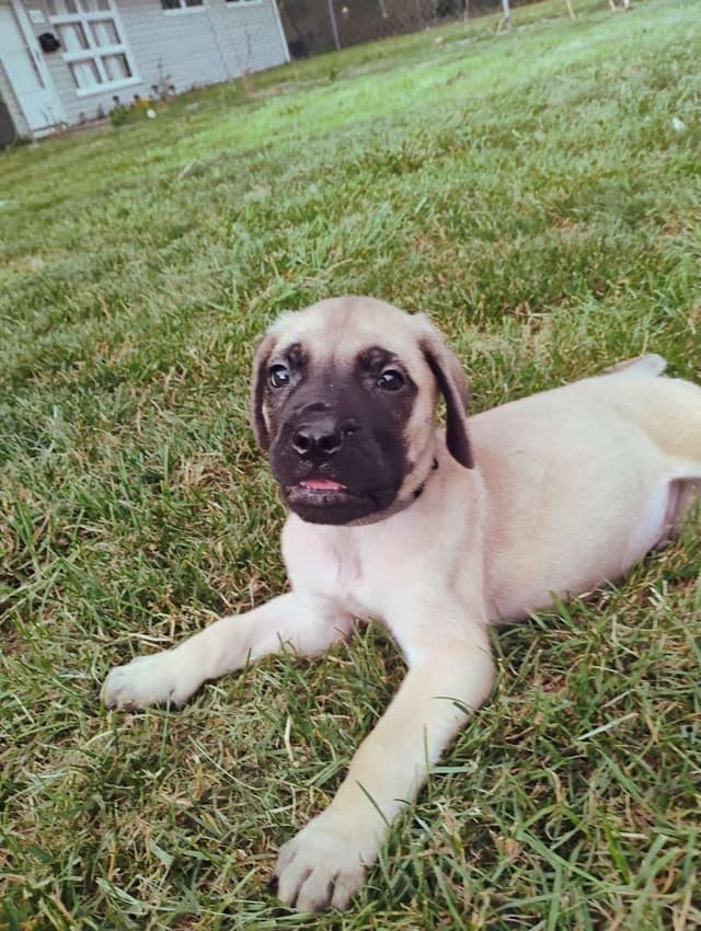 Mastiff Puppies media 4