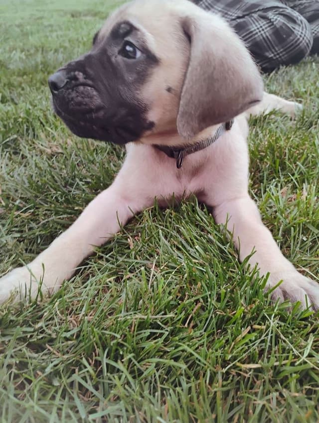 Mastiff Puppies media 5