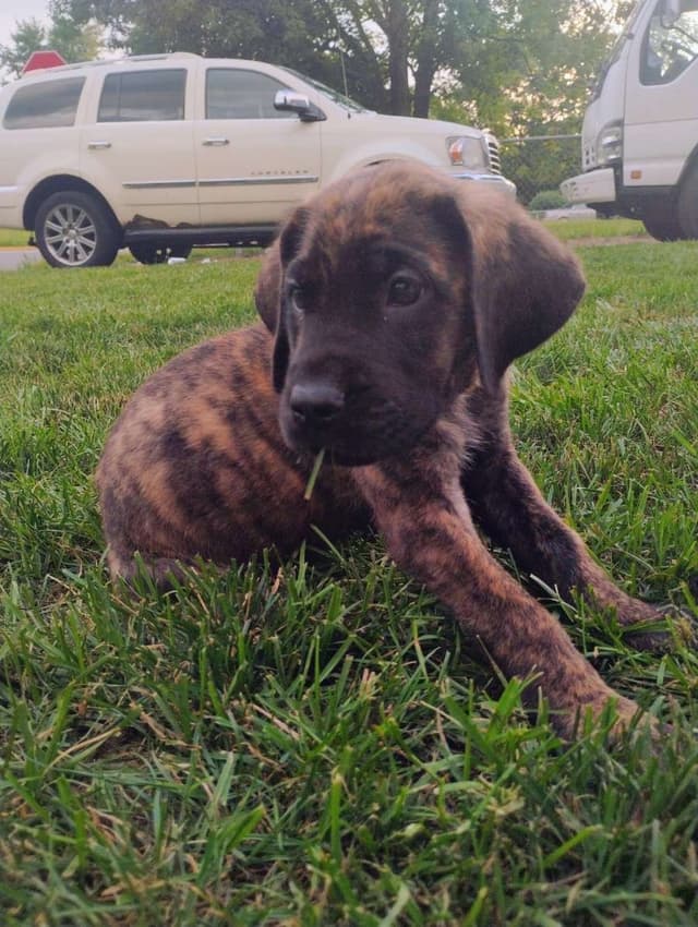 Mastiff Puppies media 6