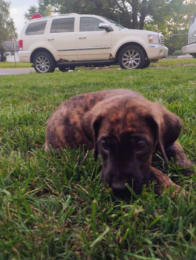 Mastiff Puppies media 10
