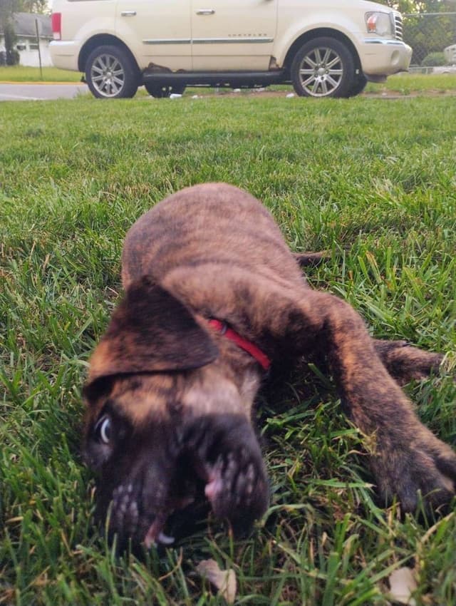 Mastiff Puppies media 7