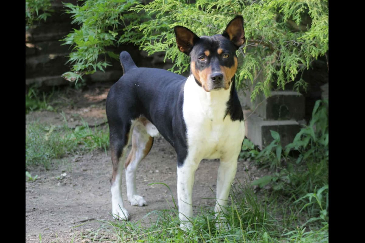 Rat Terrier Puppies breeder image 1
