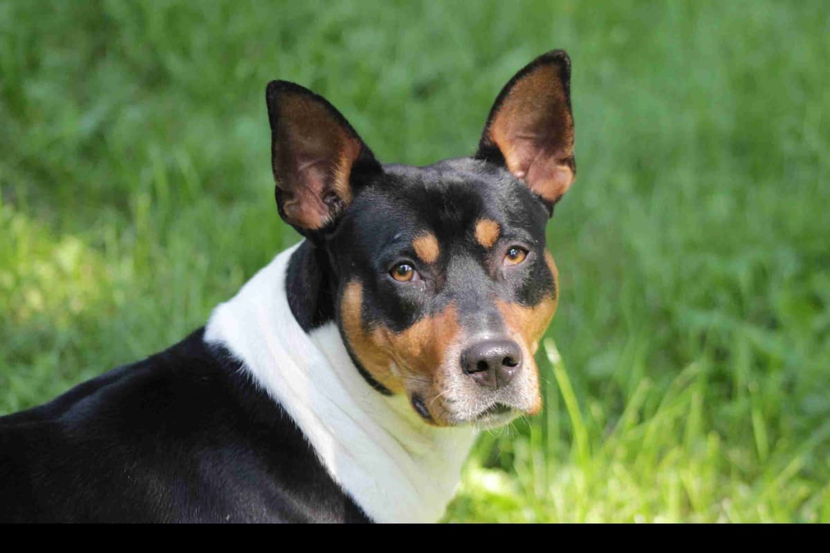 Rat Terrier Puppies breeder image 2