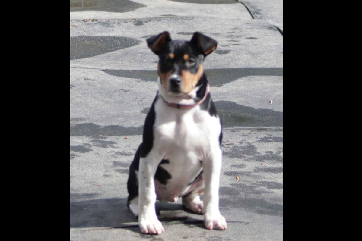 Rat Terrier Puppies breeder image 3