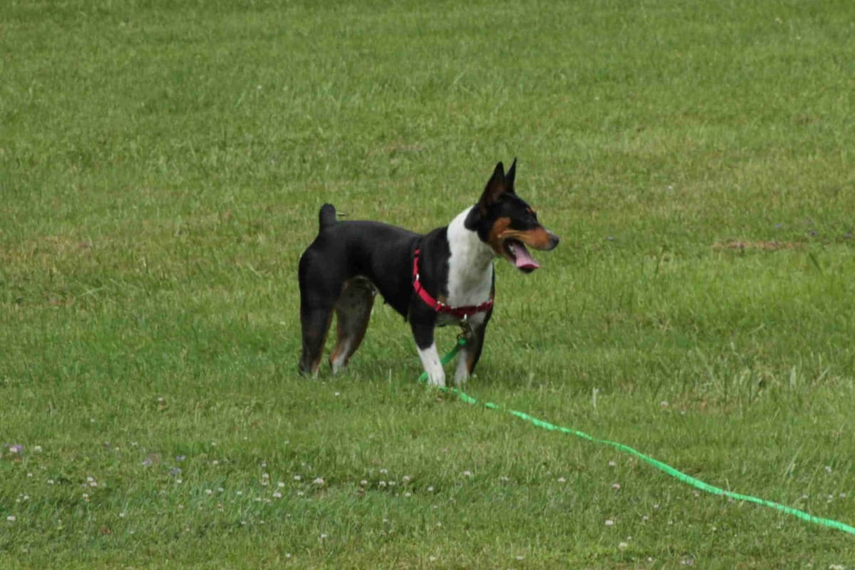 Rat Terrier Puppies breeder image 4