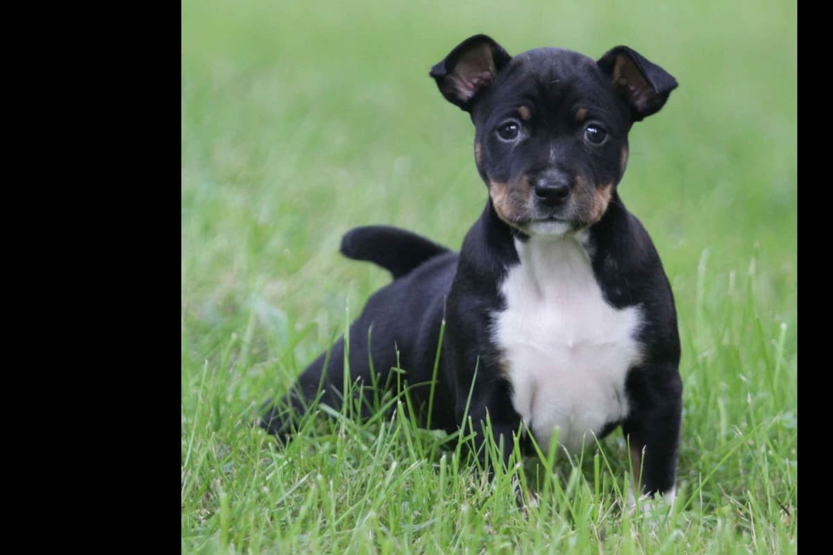 Rat Terrier Puppies breeder image 6