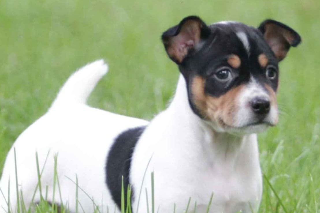 Rat Terrier Puppies breeder image 7