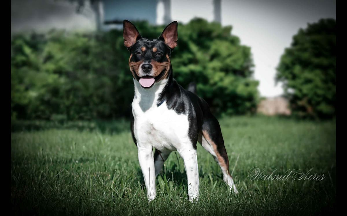 Rat Terrier Puppies breeder image 8