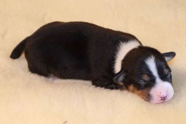 Rat Terrier Puppies media 2
