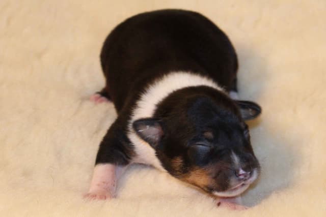 Rat Terrier Puppies media 3
