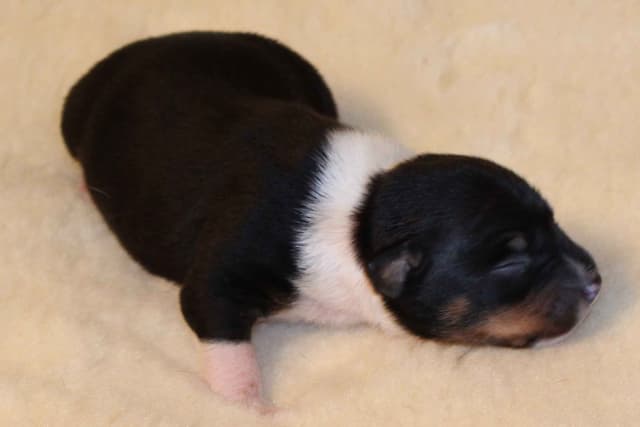Rat Terrier Puppies media 4