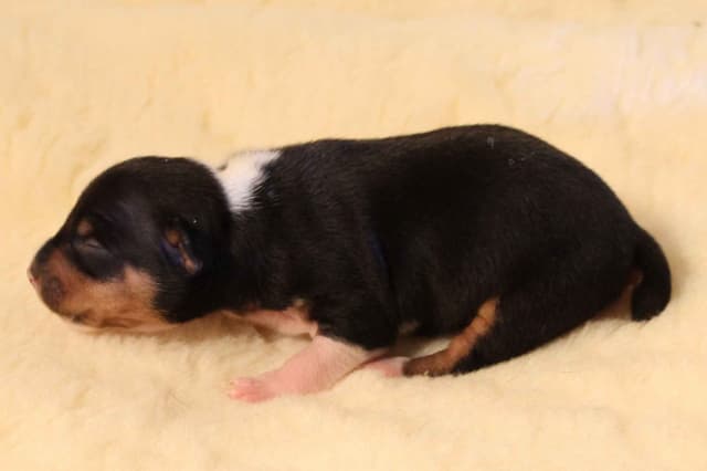 Rat Terrier Puppies media 5