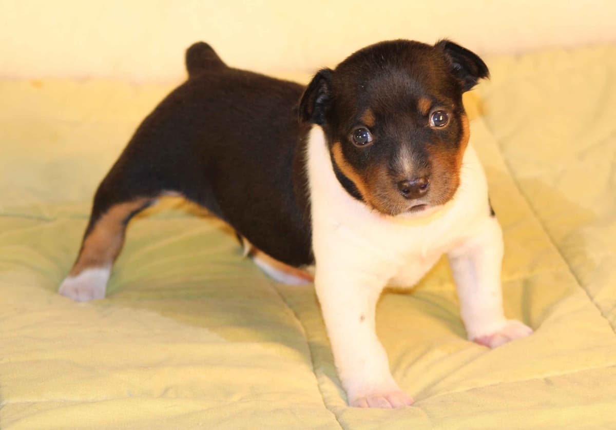 Rat Terrier Puppies breeder image 10