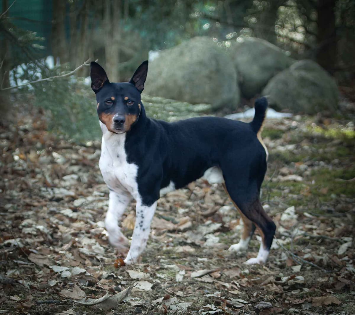 Rat Terrier Puppies breeder image 11