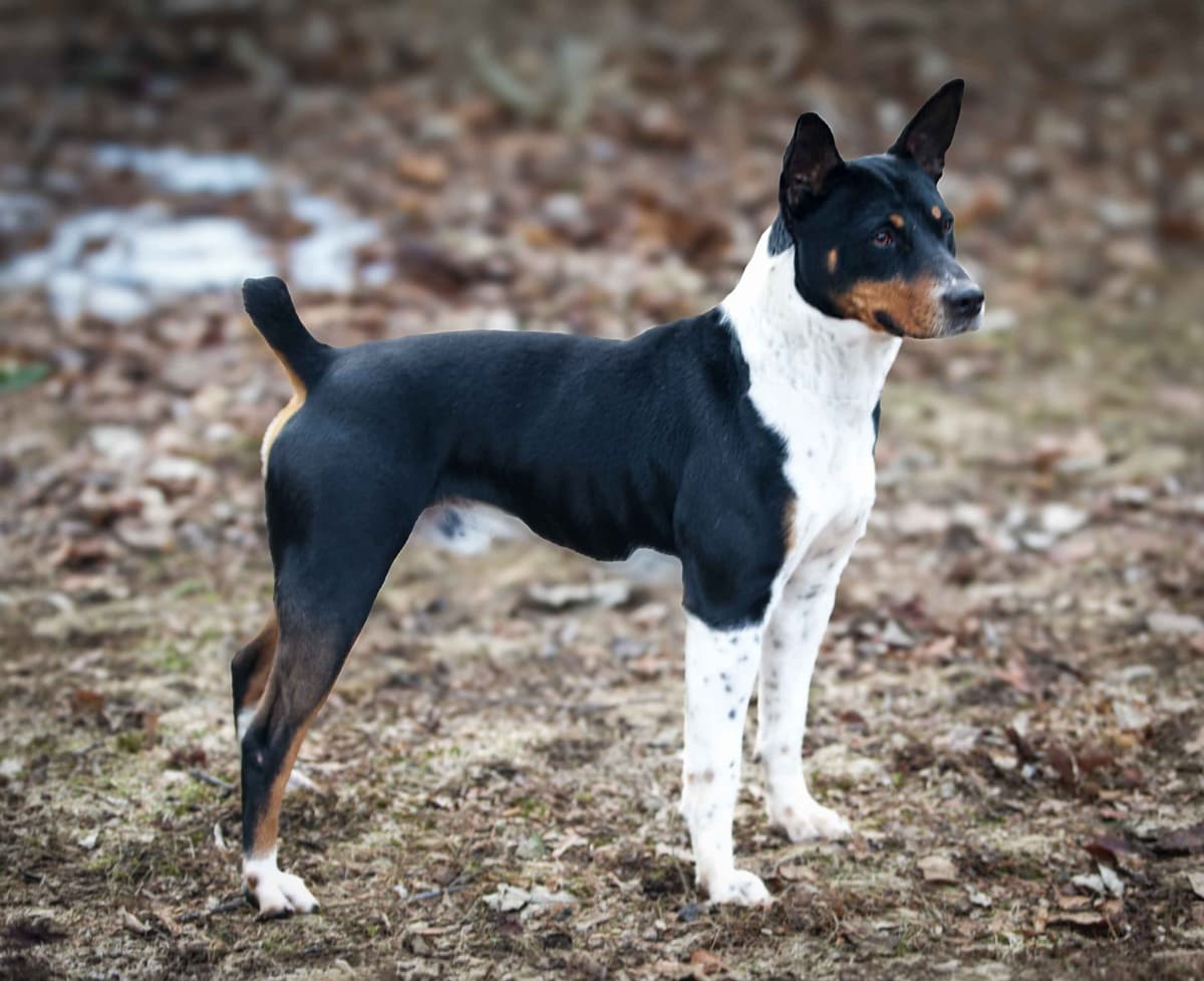 Rat Terrier Puppies breeder image 13