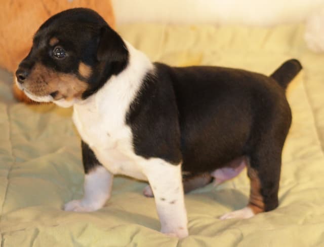 Rat Terrier Puppies media 6