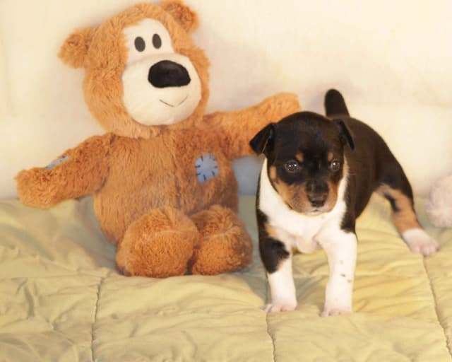 Rat Terrier Puppies media 9