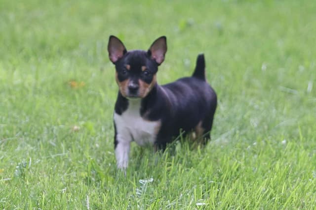 Rat Terrier Puppies media 10