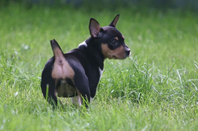 Rat Terrier Puppies media 11
