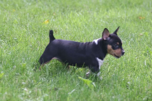 Rat Terrier Puppies media 12