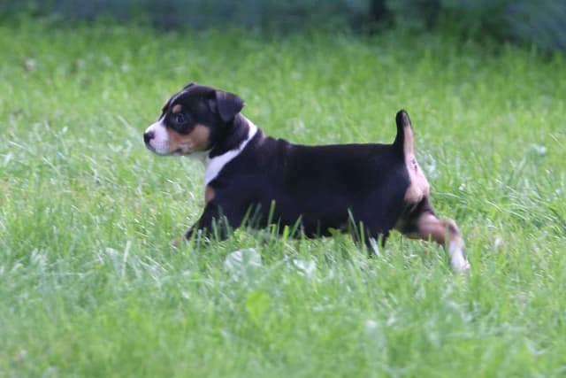 Rat Terrier Puppies media 13