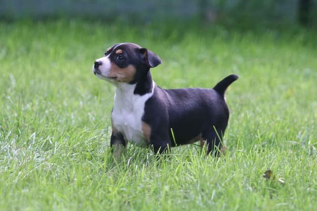 Rat Terrier Puppies media 14