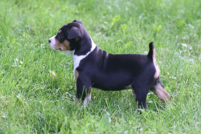 Rat Terrier Puppies media 16
