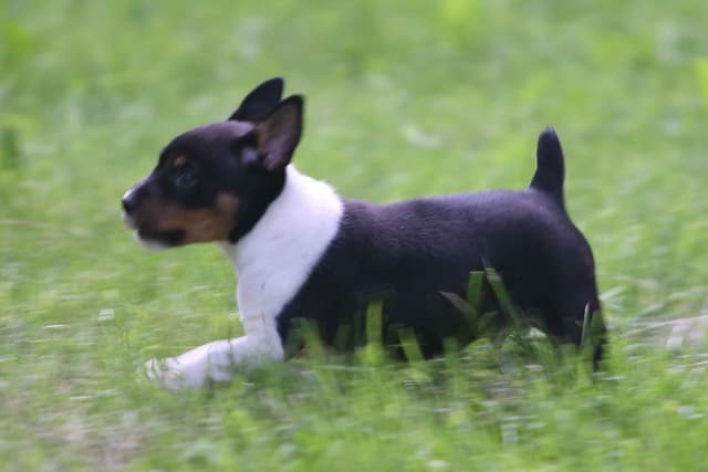 Rat Terrier Puppies media 17