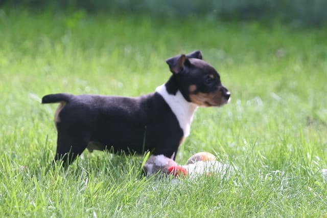 Rat Terrier Puppies media 18