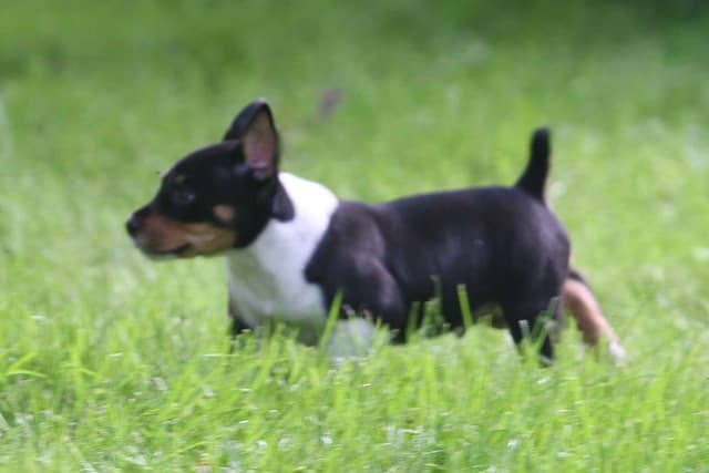 Rat Terrier Puppies media 19
