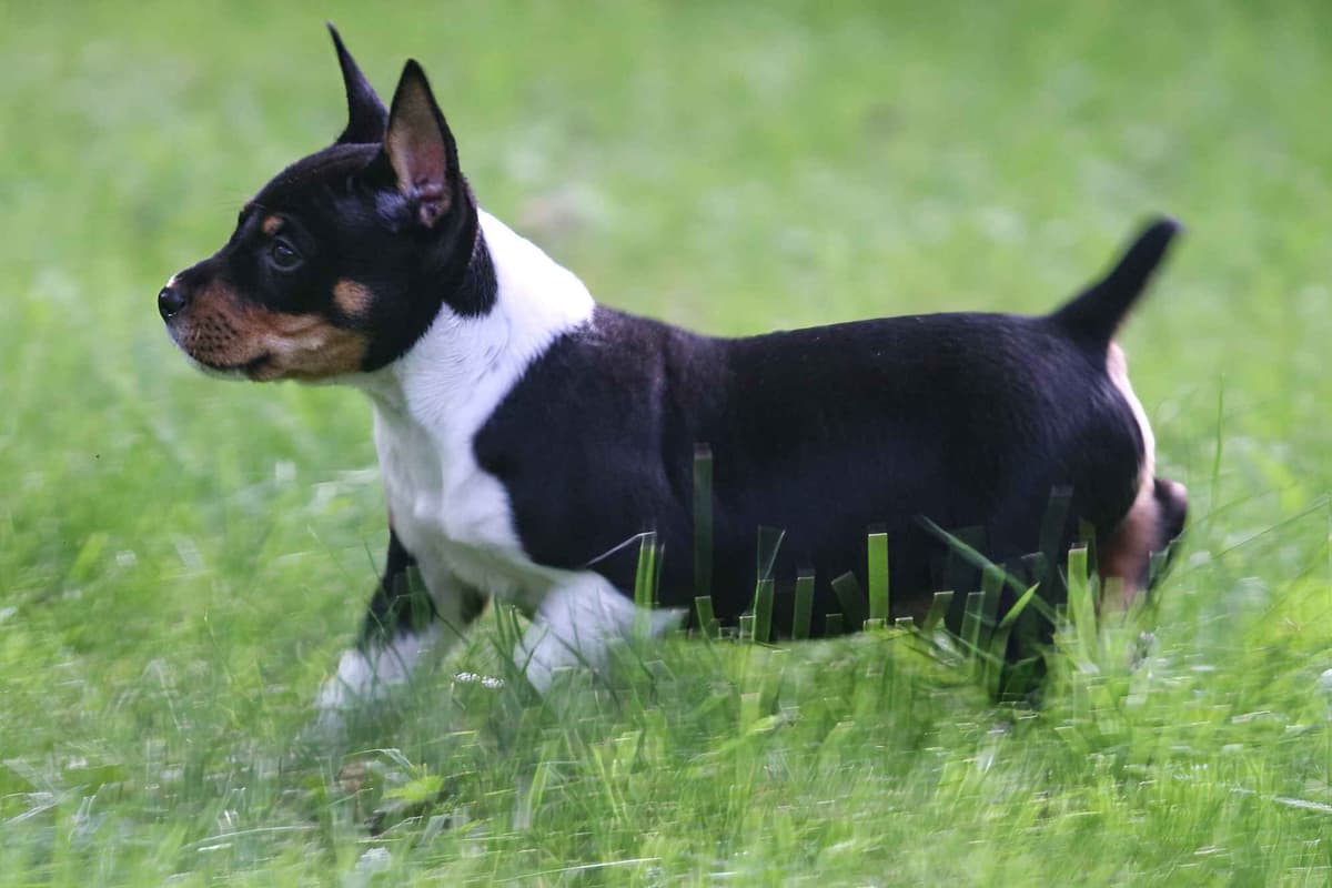 Rat Terrier Puppies breeder image 15