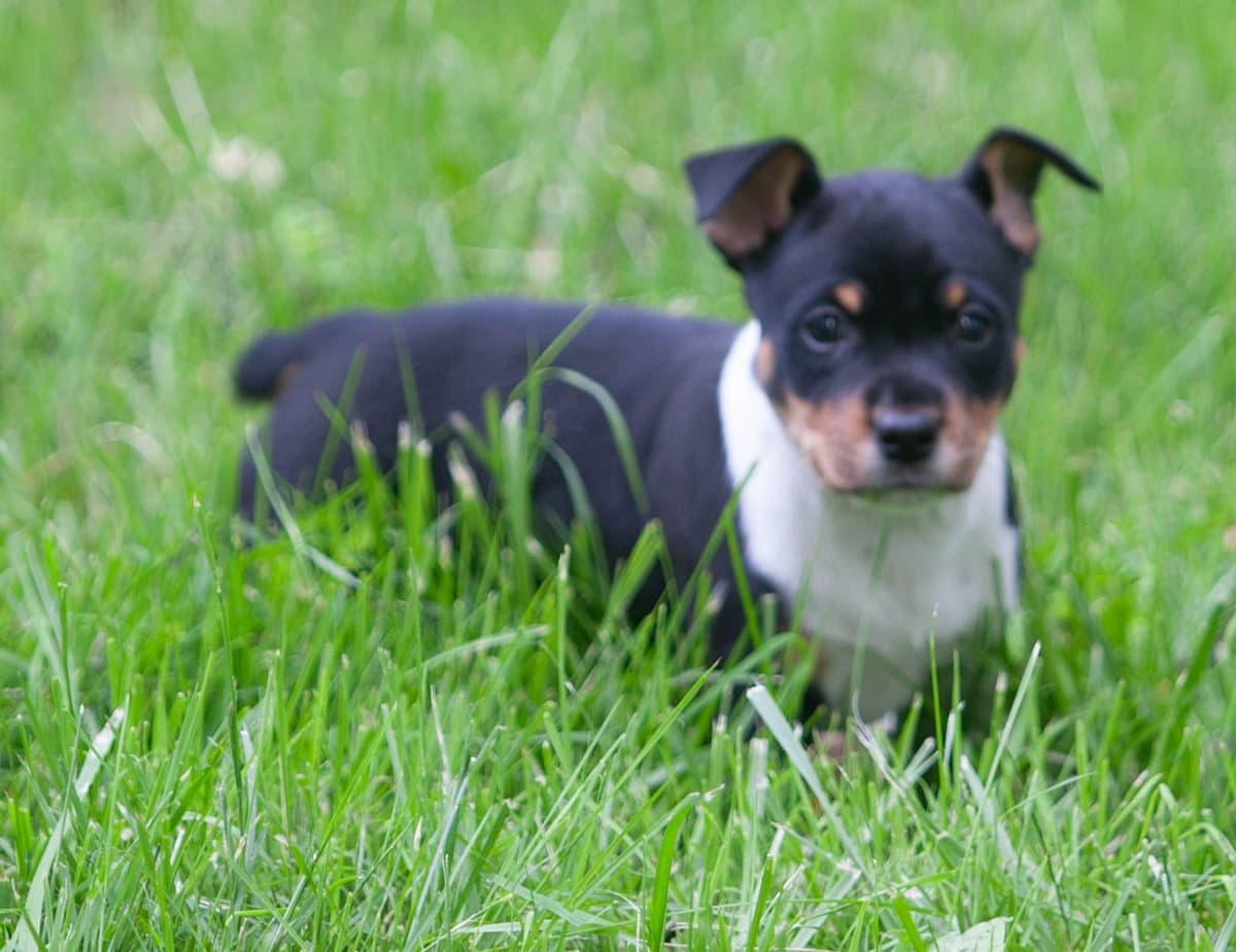 Rat Terrier Puppies breeder image 17
