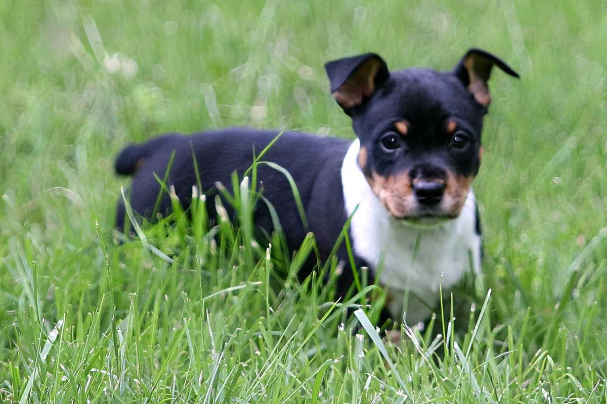 Rat Terrier Puppies breeder image 18