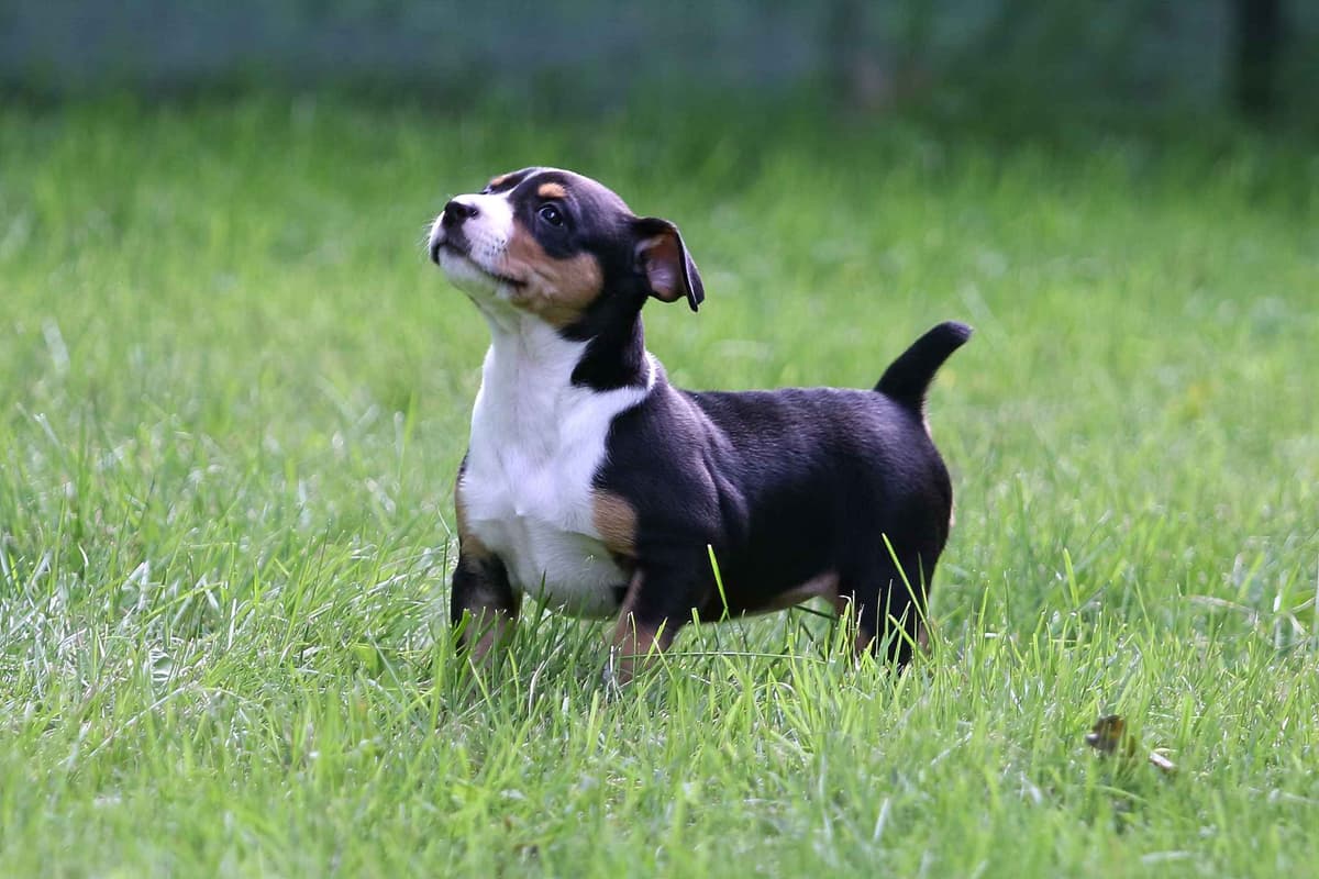 Rat Terrier Puppies breeder image 20