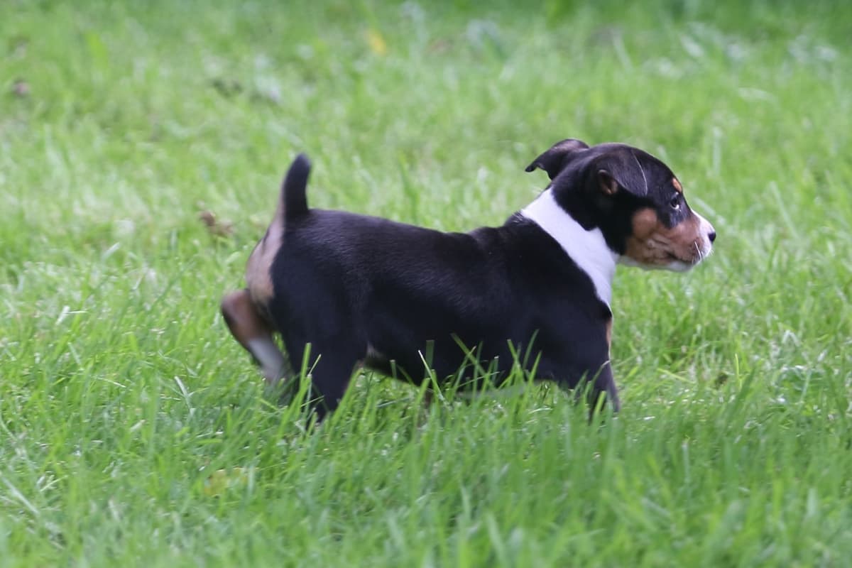 Rat Terrier Puppies breeder image 21