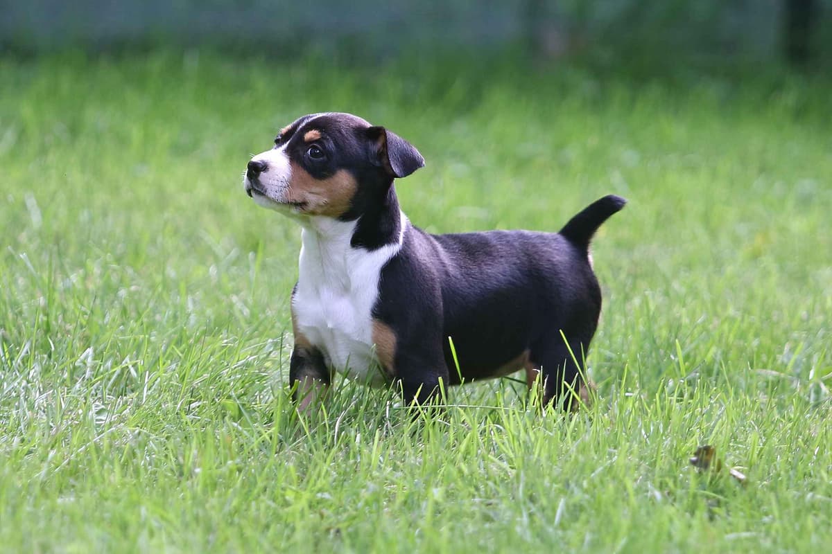 Rat Terrier Puppies breeder image 22