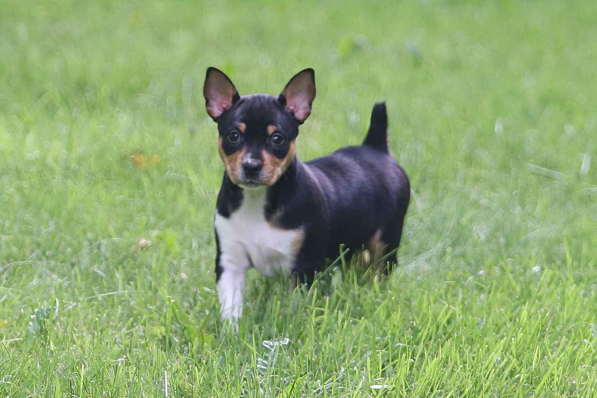 Rat Terrier Puppies breeder image 23