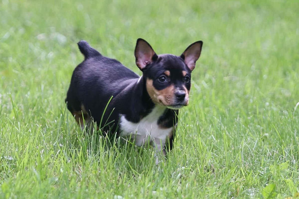 Rat Terrier Puppies breeder image 24
