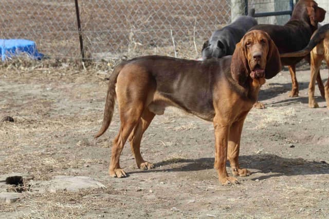 Bloodhound Puppies media 2