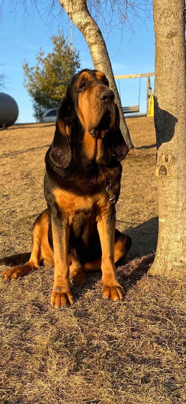 Bloodhound Puppies media 3