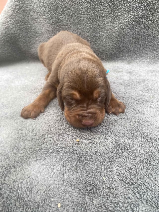 Bloodhound Puppies media 4