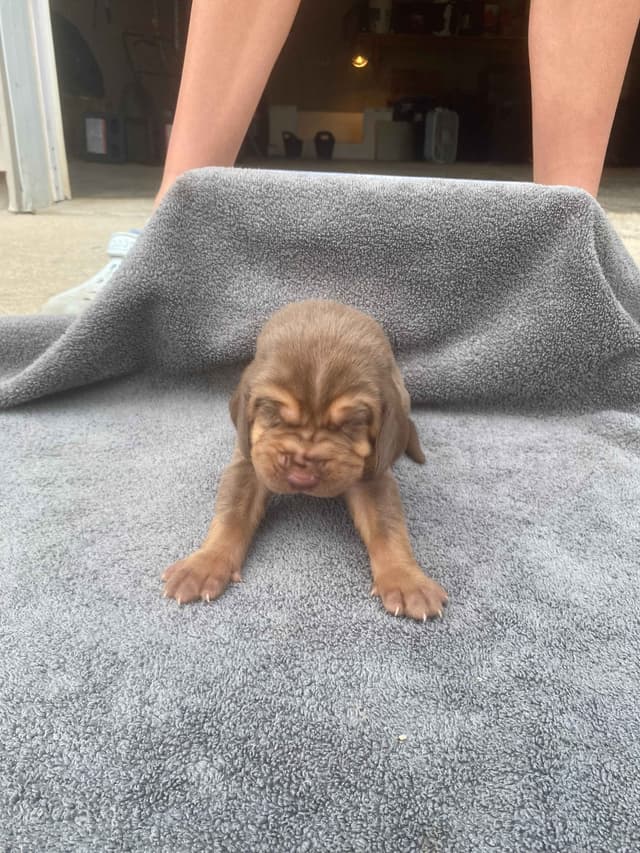 Bloodhound Puppies media 5