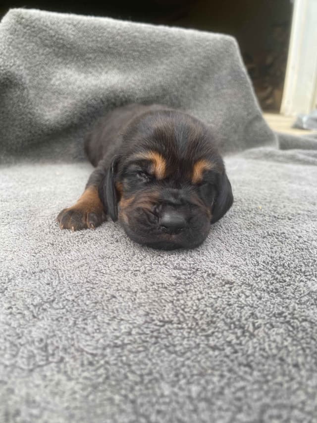 Bloodhound Puppies media 6